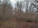 Forêt de Chanteraine